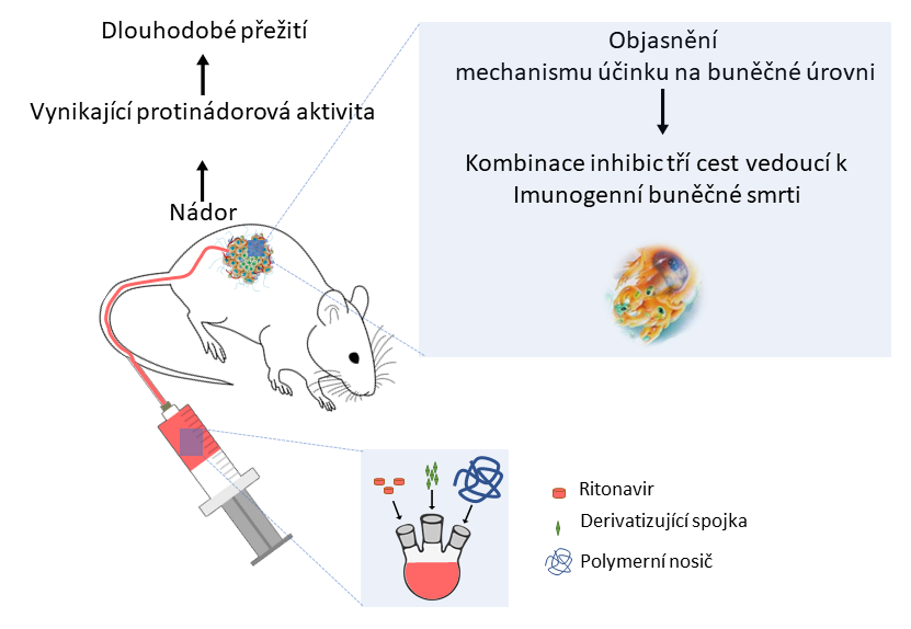 Derivatizace antivirotika umožňila jeho nové využití v rámci nádorové terapie