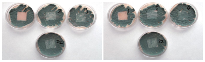 Kultura plísně Penicillium chrysogenum při kontaktu s nanočásticemi (vzorek 1-3) a ionty (vzorek 4-6) stříbra o různé koncentraci