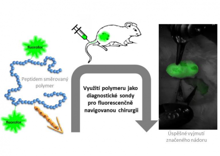 Polymerní nanosondy pro fluorescenčně naváděnou chirurgii zhoubných nádorů