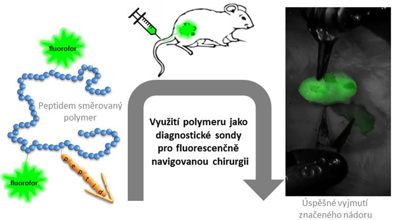 Polymerní nanosondy pro fluorescenčně naváděnou chirurgii zhoubných nádorů