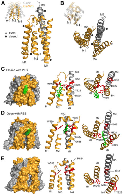 Steroidní látky jako modulátory mutovaných NMDA receptorů
