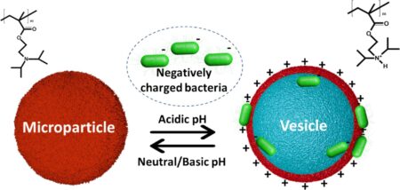 pH-Induced morphological reversible transition from microparticles to vesicles for effective bacteria entrapment