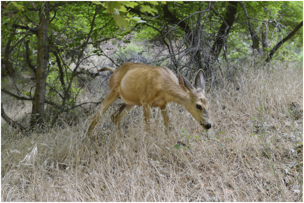 Pachová zradidla s biodegradabilním nosičem