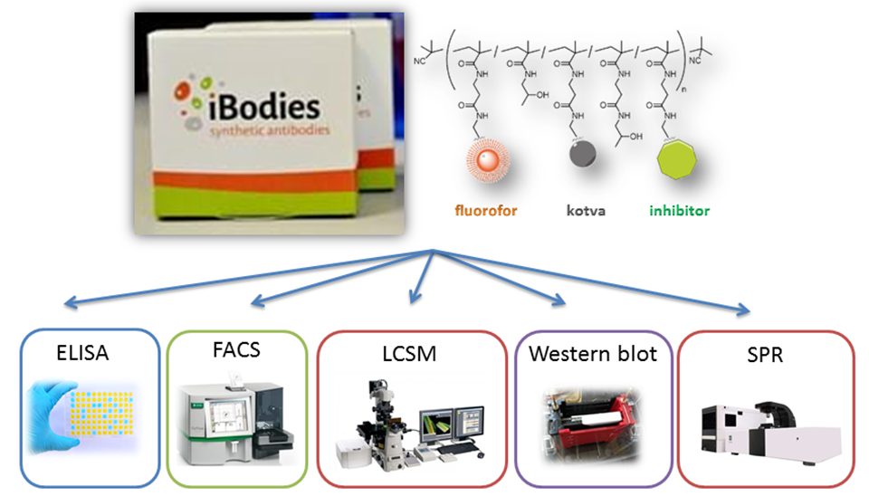 mimetika protilátek na bázi polymerů