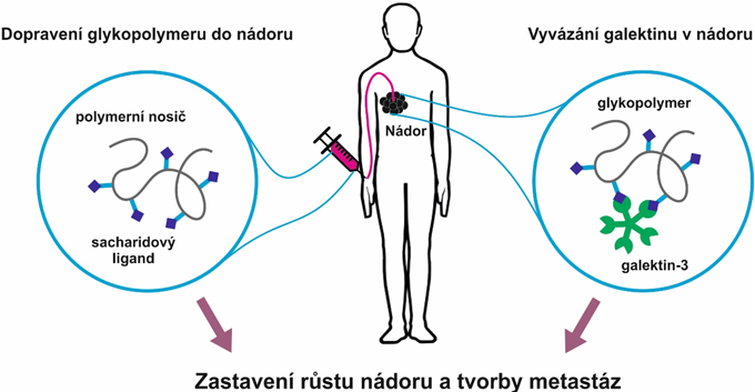 polymerní terapeutika bez léčiv pro prevenci a terapii rakovinných onemocnění